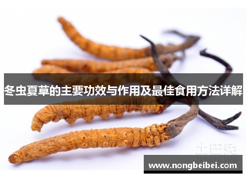 冬虫夏草的主要功效与作用及最佳食用方法详解