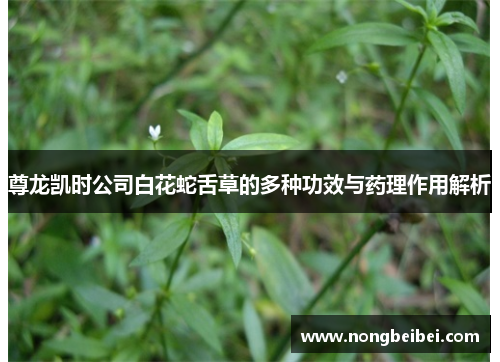 尊龙凯时公司白花蛇舌草的多种功效与药理作用解析