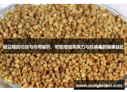 板蓝根的功效与作用解析，帮助增强免疫力与抗病毒的健康益处